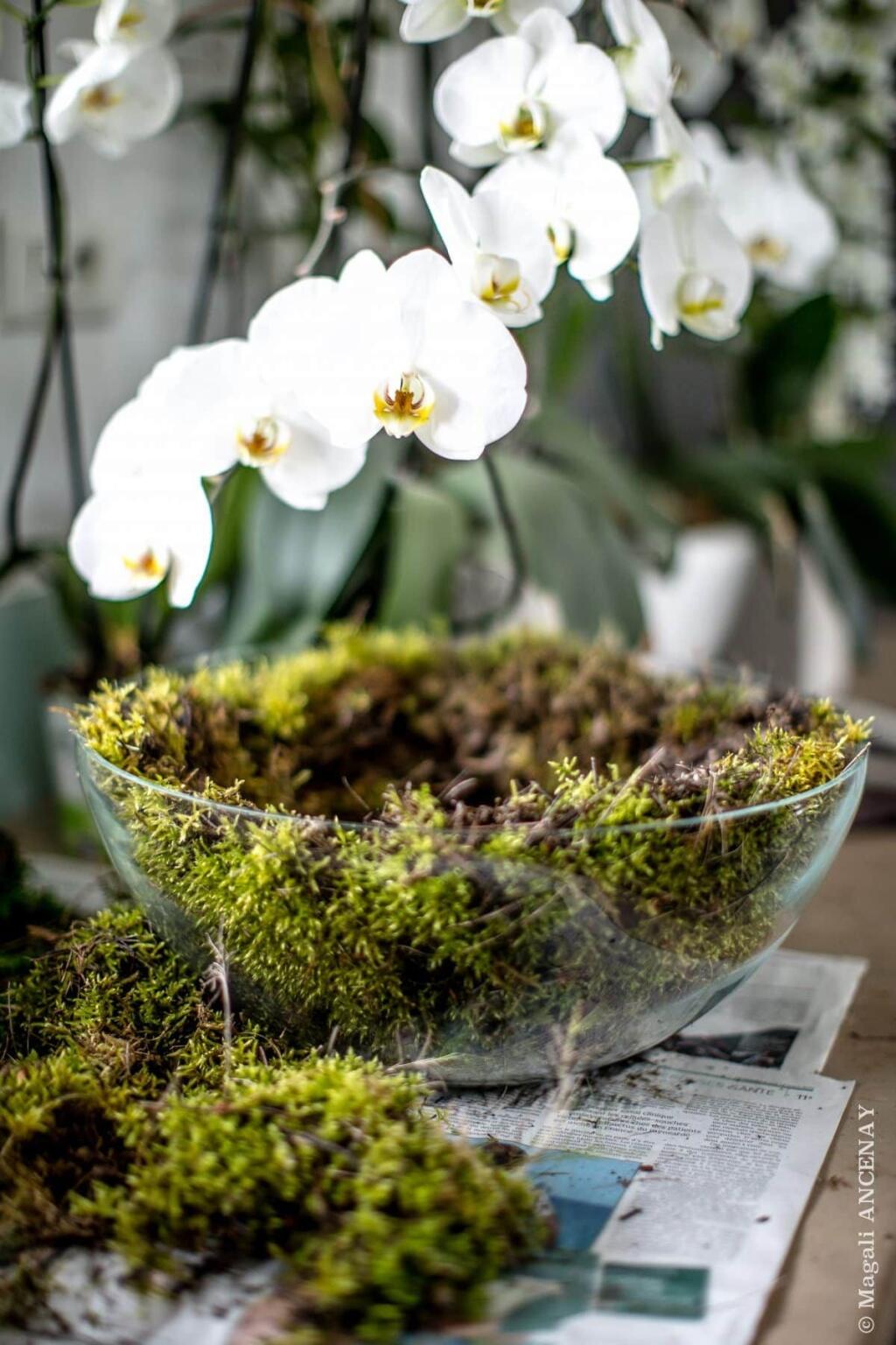 Orchidea vyžaduje hrubú a kyprú pôdu.