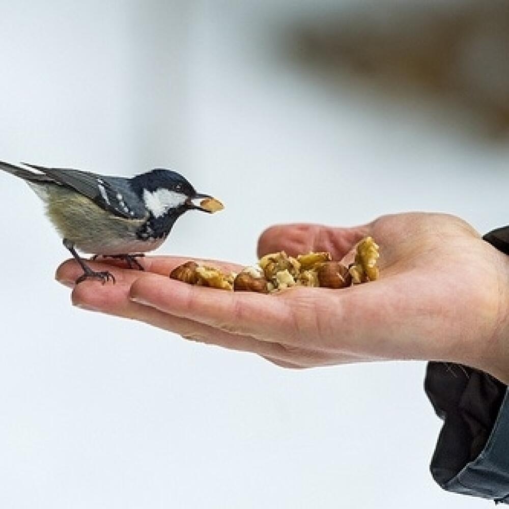 Sýkorka veľká (Parus major)