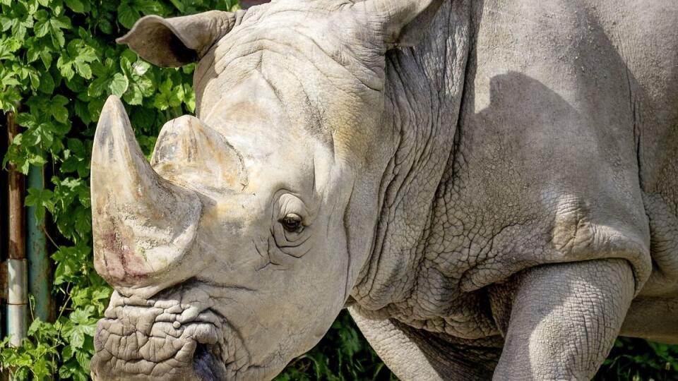 V bratislavskej ZOO sa viackrát pokúsili o umelé oplodnenie. Žiaľ, bez úspechu.