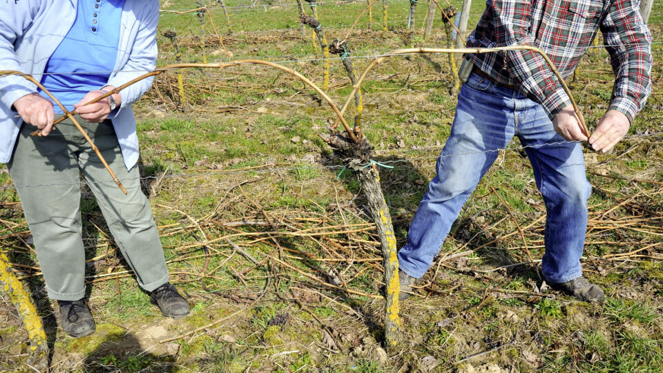 Niektoré odrody viniča vyžadujú pre správny rast väčšie množstvo starého dreva. Pri viazaní máte tri možnosti, ako ťaženie vyviazať: na plochý ťažeň, mierny oblúk alebo vysoký oblúk.