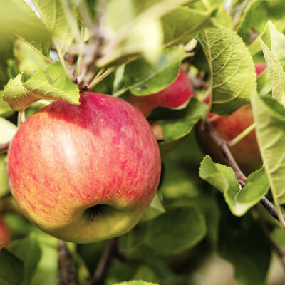 OVOCINÁR ODPORÚČA: Tri odrody jabloní odolných proti hubovým chorobám