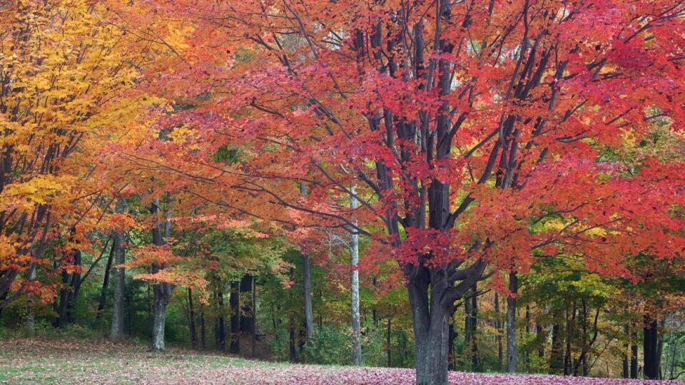 Autumn leaves on trees