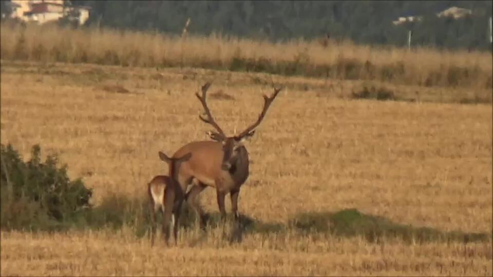 VIDEO Jelenia ruja 2019: nahliadnime spolu do toho nádherného obdobia