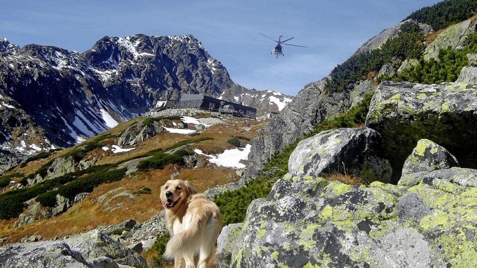 Voľne pustený pes a let vrtuľníka v alpínskom stupni predstavujú pre faunu v TANAP-e výrazný rušivý faktor.