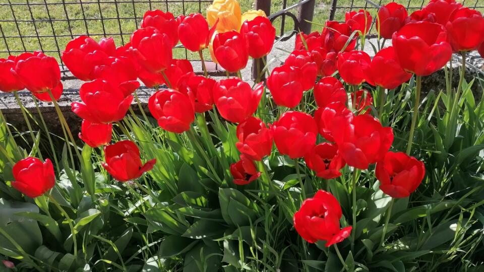 Tulipány v plnom rozkvete.