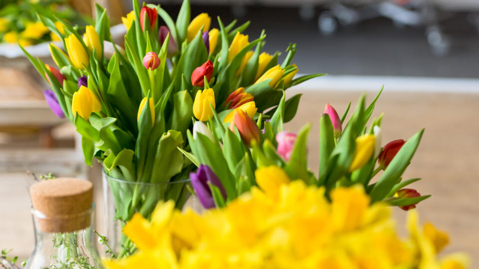 Ponorte stonky tulipánov každé ráno do ľadovej vody a pravidelne ich zrezávajte. Podľa floristu je dobré dávať ich do vázy osobitne a určite sa vyhýbajte kombinácii s narcismi.