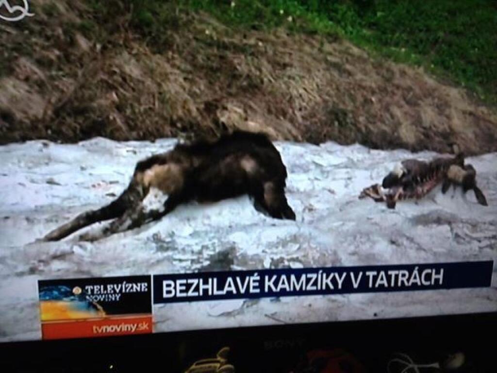 Týždňovka: Lepidlo Maslák musí v Paneláku zostať!