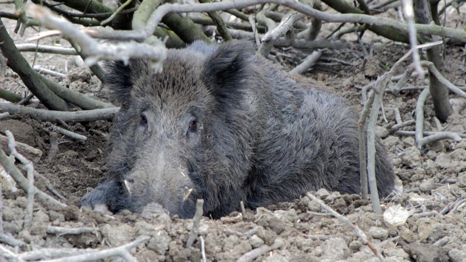 Našli ich uhynuté: Najmä dospelé diviaky boli infikované. poľovníci našli ich mŕtvoly. Veterinári v jeden deň potvrdili nákazu až v troch prípadoch.