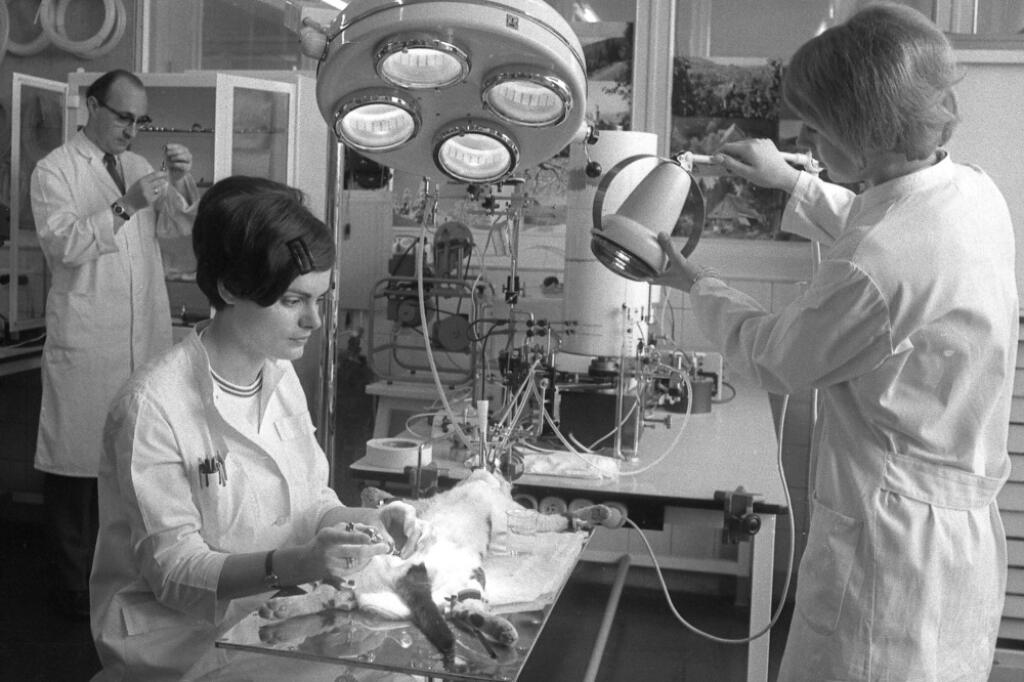 Experiment na zvierati v laboratóriu Grünenthal