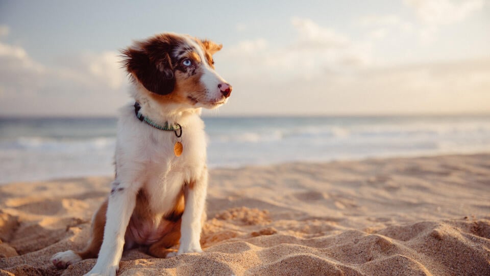 Australian,Shepherd,Puppy,Playing,With,Owner,And,Other,Dogs,On