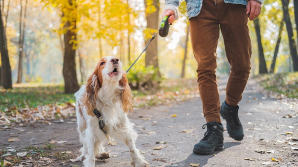 Barking,Dog,On,The,Leash,Outdoors.,Russian,Spaniel,At,A