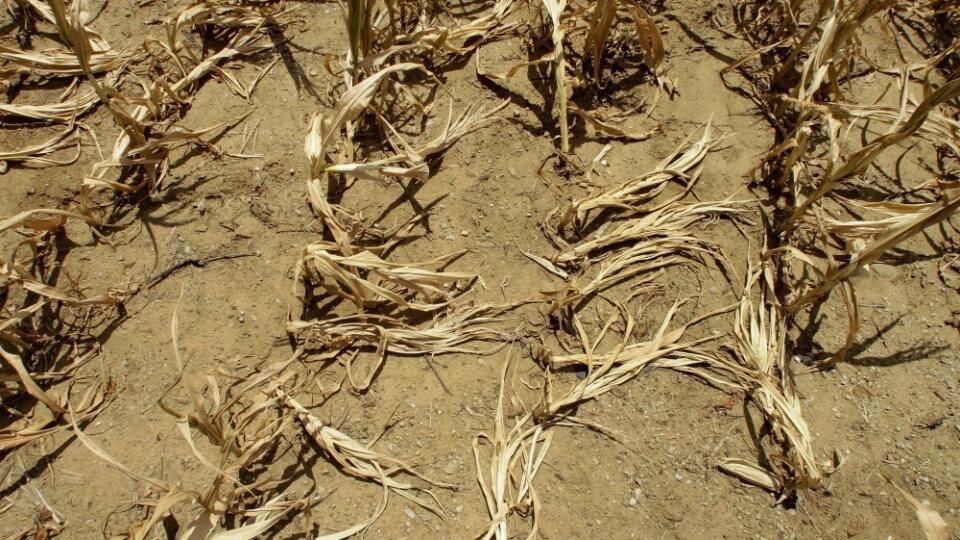 Climate Report Food