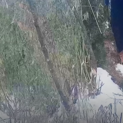VIDEO: Toto zviera je zrejme jediné na svete, teraz sa ho podarilo natočiť