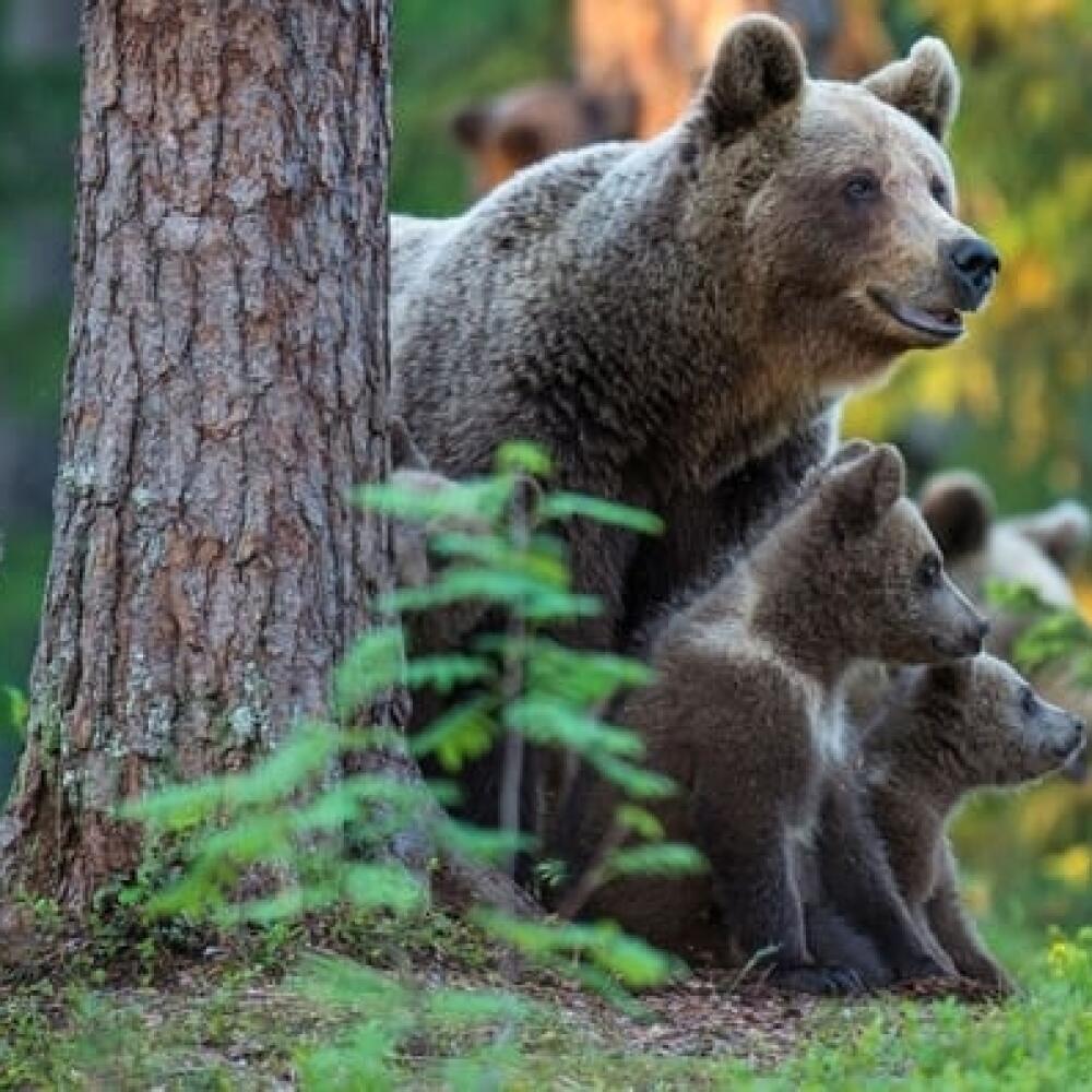 Medveď hnedý (Ursus arctos)