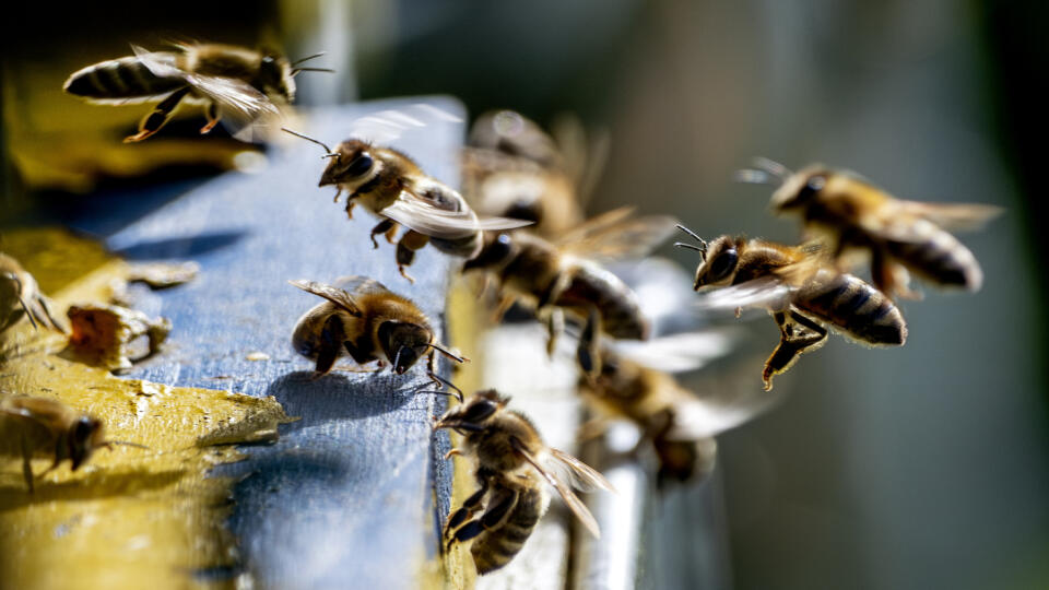 EBE 28 Frankfurt nad Mohanom - Včely lietajú pred úľom na okraji Frankfurtu nad Mohanom v Nemecku v pondelok 8. apríla 2024. FOTO TASR/AP


Bees fly in front of a beehive in the outskirts of Frankfurt, Germany, Monday, April 8, 2024. (AP Photo/Michael Probst)