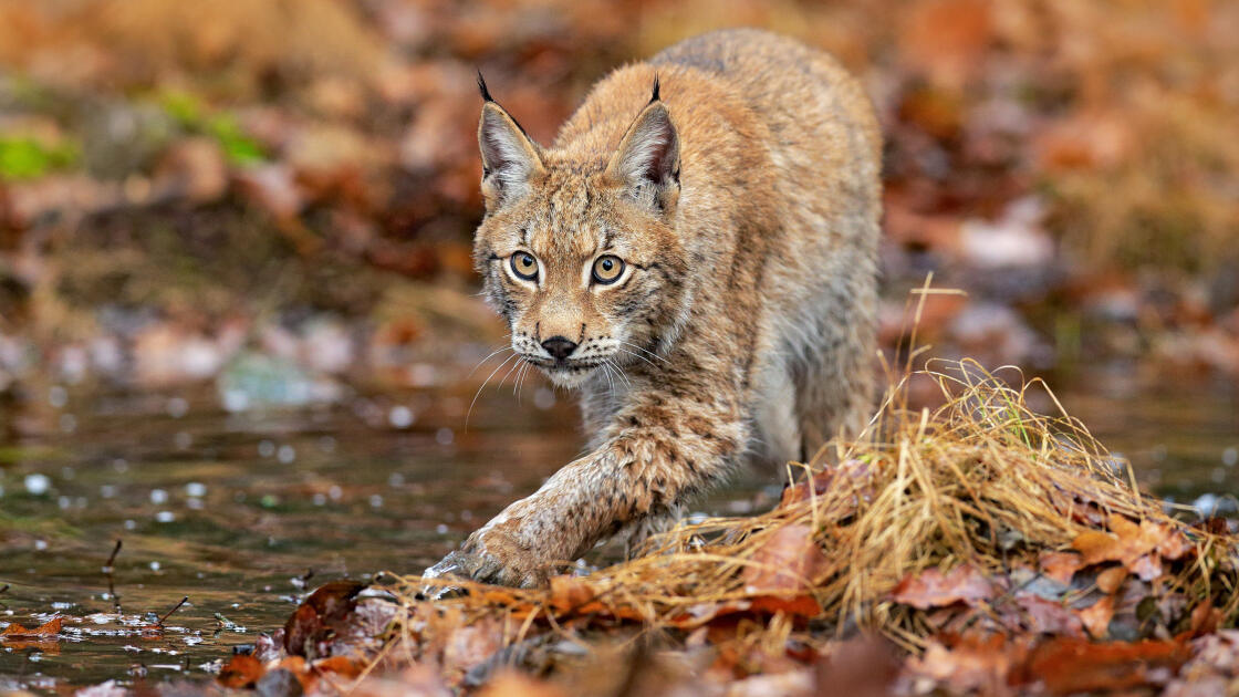 Дикий сток. Рысь оранжевая. Lynx Forest Fox 440. Рысь в живой природе видео.