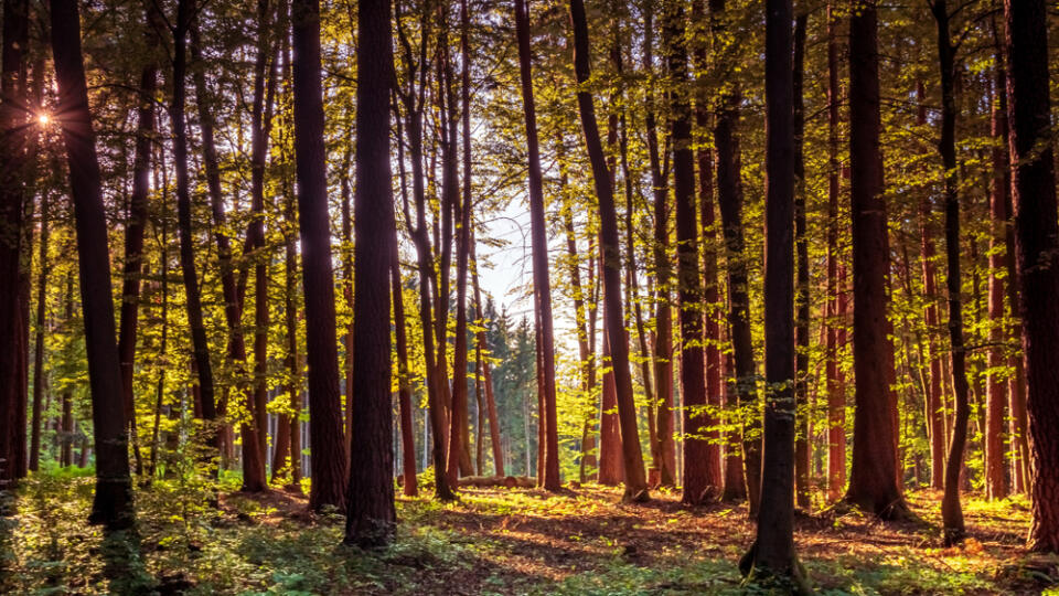 Bavarian,Forest,Walk,Through,In,Green,Summer,Impressions