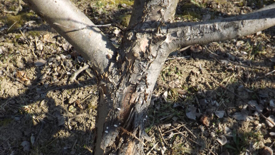 Poškodenie kmeňov a kostrových konárov ovocných stromov vo forme trhlín rôznych dĺžok a šírok je
v záhradách pomerne častým javom, s ktorým si však záhradkári väčšinou nedokážu poradiť.