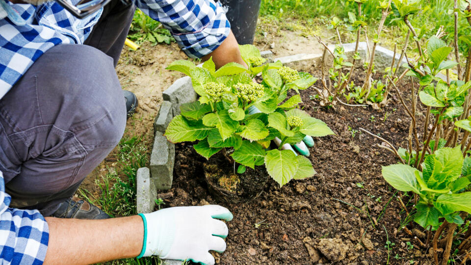 Gardener at work: How to plant a hortensia shrub in the ground. Man places the seedling in the ground. Step by step, tutorial. 