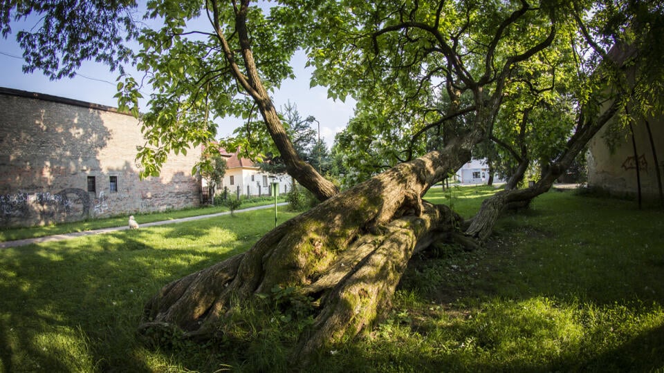 Jeden z finalistov ankety Strom roka 2021