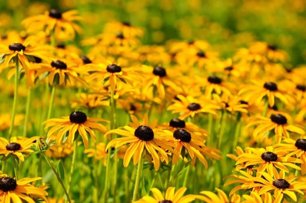 Rudbekia bude kvitnúť v čase, keď ostatné rastliny budú už dávno zatiahnuté.