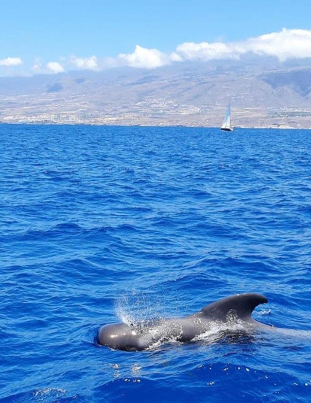 Zuzana Belohorcová, Tenerife