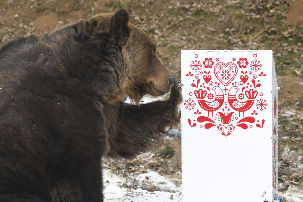 Na snímke medveď hnedý Žabo testuje odpadkové koše odolné voči medveďom v košickej zoo 25. januára 2022. Koše boli umiestnené vo výbehu pre medveďa hnedého s potravou vo vnútri. V priebehu asi hodiny sa medveďovi nepodarilo koše otvoriť. FOTO TASR – František Iván