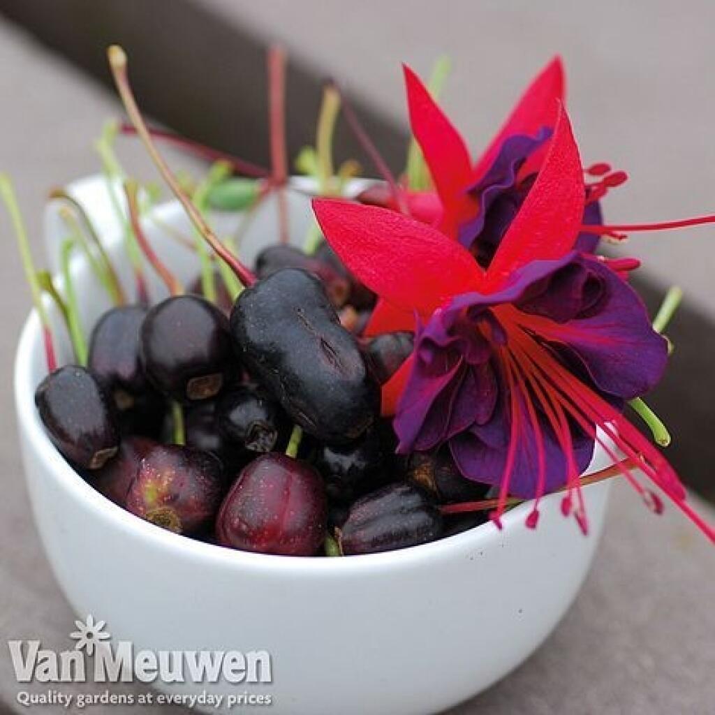 Fuksiové plody majú vysoký obsah vitamínu C a antioxidantov.