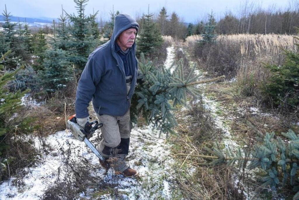 Slovenské sú príliš drahé. Odkiaľ sa berú vianočné stromčeky