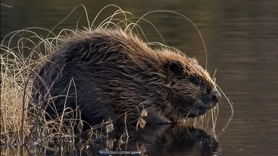 Ilustračné foto