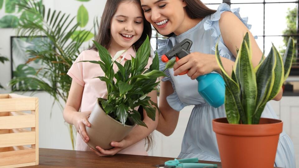 Pripravte domáce postreky a hnojivá pre vaše izbové rastliny. 