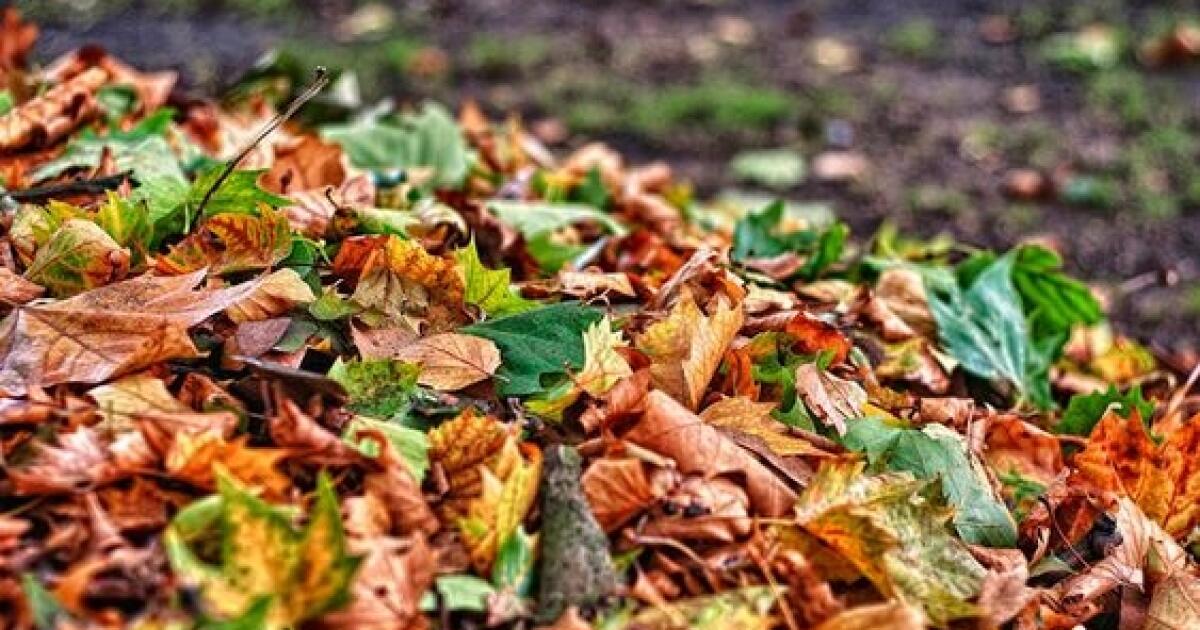 Mulch the leaves. Fast Leaf Decay. Rotten leaves.