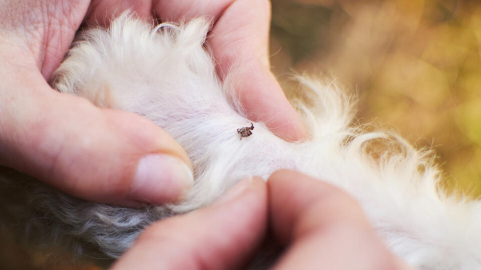 Look,For,A,Tick,On,A,Dog.,A,Woman,Examines