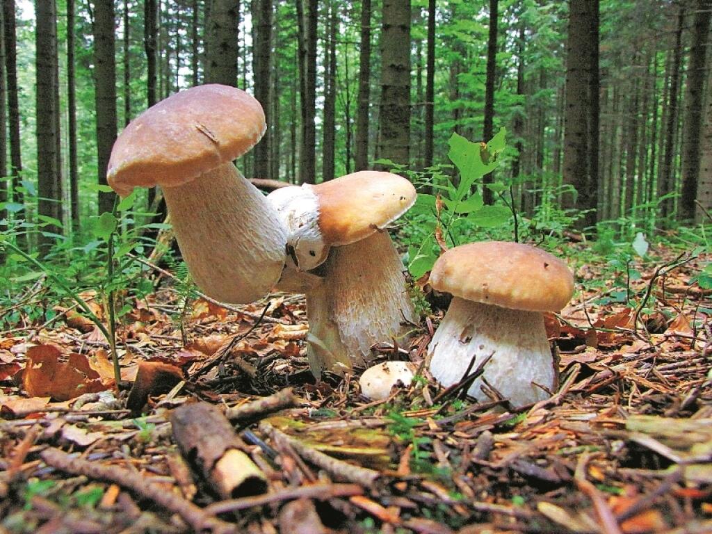 Dvojité šťastie: Keď sa darí, tak sa darí. Dva hríby v jednom.