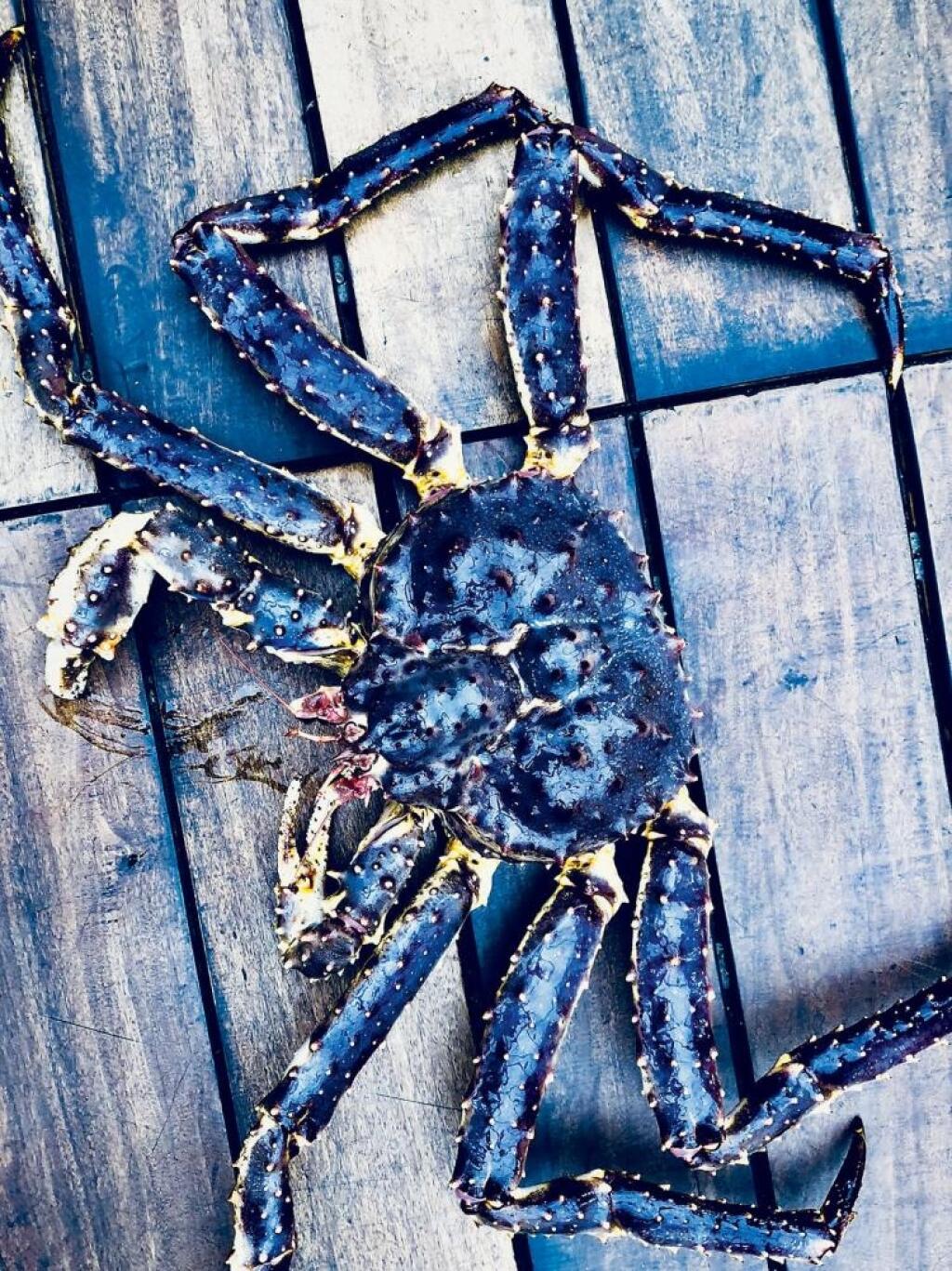 Monštrum z ľadového oceána je top pochúťka a rarita. V Bratislave ju majú