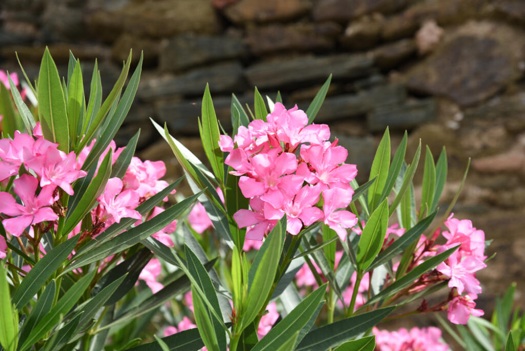 Nerium,Oleander:,Oleander,Bush,Blooms,In,The,Garden,In,Summer
