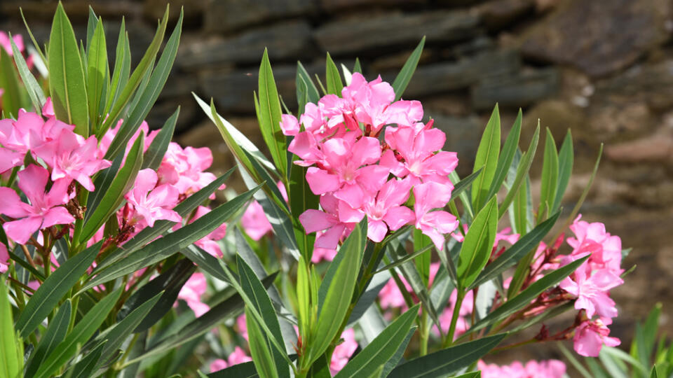 Nerium,Oleander:,Oleander,Bush,Blooms,In,The,Garden,In,Summer