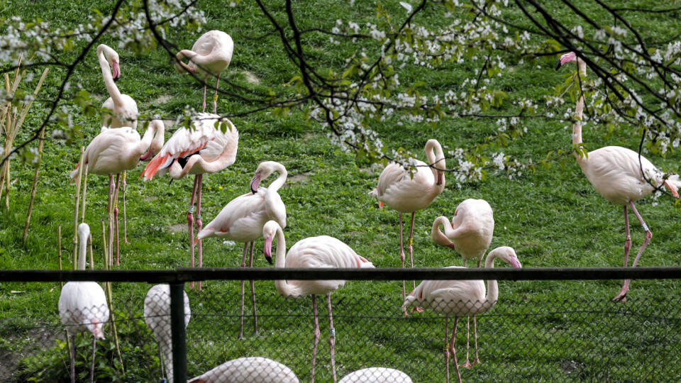 Na snímke plameniaky ružové počas otvorenia letnej sezóny v ZOO Bratislava 16. apríla 2022. FOTO TASR - Dano Veselský