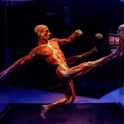 Mýty a fakty o ľudskom tele: Vyznáte sa v anatómii? (KVÍZ)