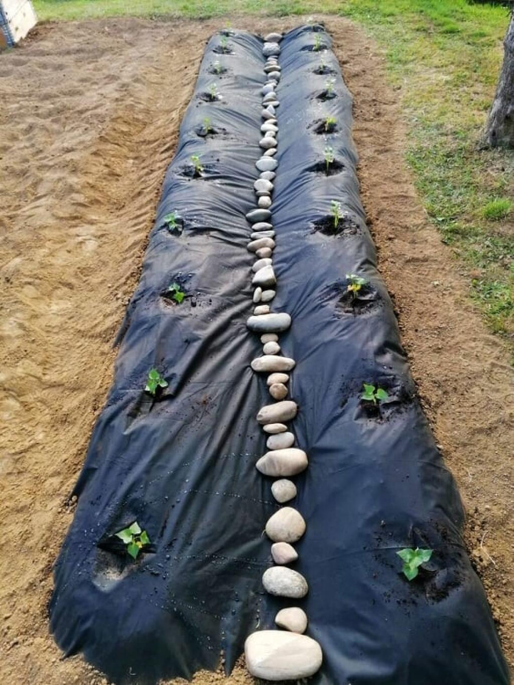V podmienkach SR je vhodné batáty vysádzať v druhej polovici máj.