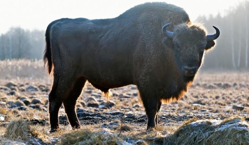 Zubor hrivnatý (Bison bonasus)