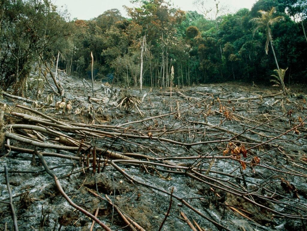 Исчезнут проблемы. Rainforest deforestation. Вырубка тропических лесов. Вымирание лесов. Экологические проблемы тропических лесов.