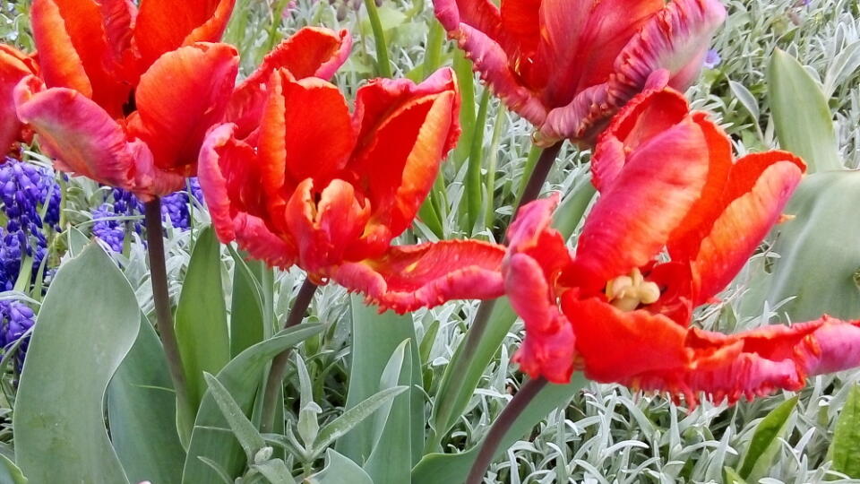 Posielam foto z mojej záhradky. Netradičné tulipány čipkované na okrajoch a k tomu krásnej červenej farby mi zdobili záhradku počas mesiaca máj.