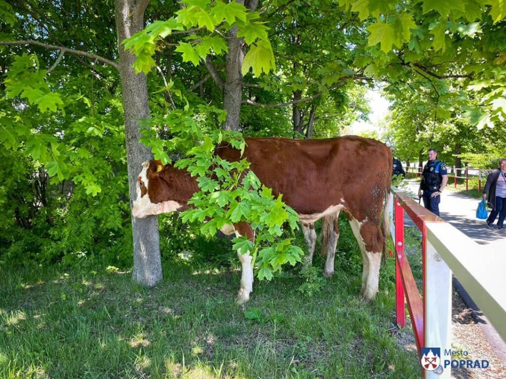 Kravy vyplašil medveď, behali v okolí popradskej Arény.
