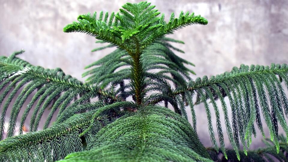 Araucaria heterophylla