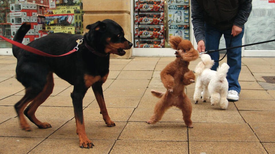 Jedna z fotografií v knihe Barking!