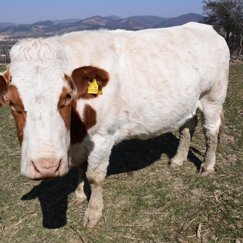 Na snímke krava na paši na malej farme v Nezbudskej Lúčke pri Žiline dňa 9. apríla 2020. FOTO TASR - Erika Ďurčová
