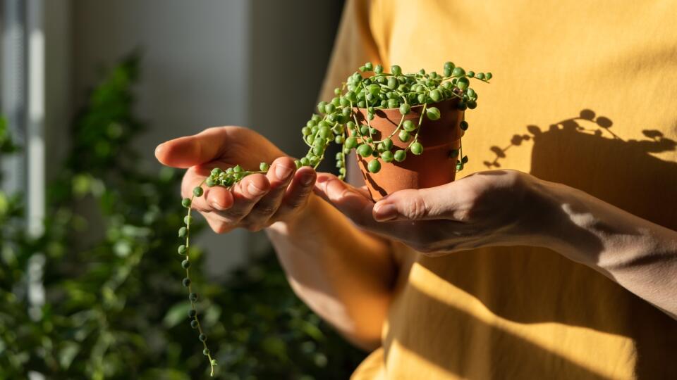 Senecio rowleyanus