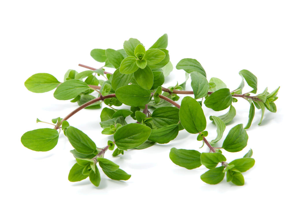 Pozberané výhonky majoránu môžete usušiť a potom zo stoniek „stiahnuť“ aromatické lístky. Čerstvé sa však dajú aj zamraziť.