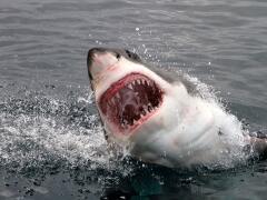 VIDEO Žralok-zabijak v turistickom raji Slovákov: Muža trhal len pár metrov od brehu!